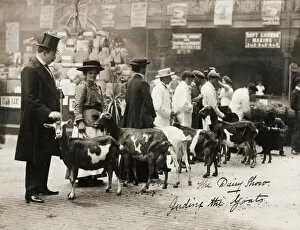 Islington Fine Art Print Collection: UK Dairy Show - Feeding the goats