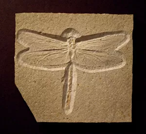 Phanerozoic Collection: Urogomphus eximus, fossil dragonfly