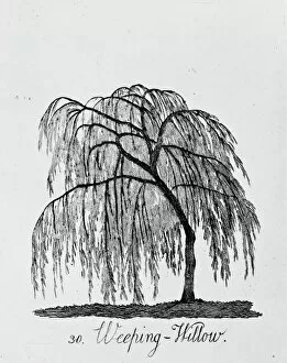 Botanical Poster Print Collection: Weeping Willow