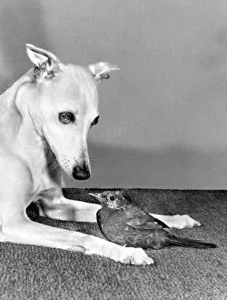 Related Images Jigsaw Puzzle Collection: Whippet and Blackbird