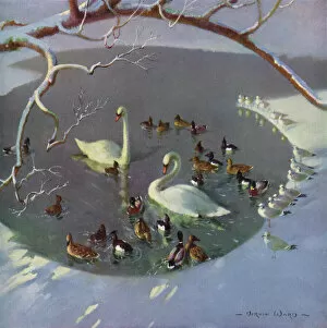 Mallard Collection: Winter Circle by Vernon Ward