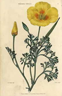 Yellow Garden Framed Print Collection: Yellow flowered California poppy, Eschscholzia californica