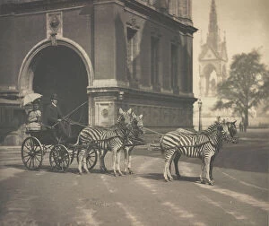 Nineteenth Century Collection: Zebra-drawn trap of Lord Walter Rothschild