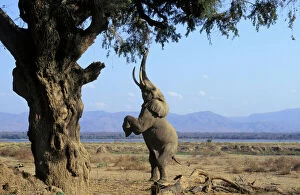 Acacia Tree Collection: African Elephant TOM 583 Feeding on tree branches--reaches up and breaks off branch with his trunk