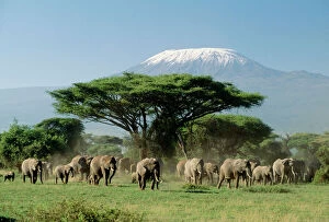 Elephants Pillow Collection: African Elephants - With Mount Kilimanjaro in background Amboseli National Park, Kenya, Africa