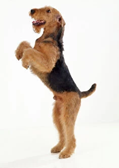 Tricks Collection: Airedale Terrier Dog - on hind legs