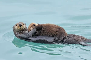 Sea Otter Jigsaw Puzzle Collection: Alaskan / Northern Sea Otter - mother carrying very young pup - Alaska _D3B3040
