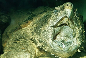 Strange Collection: Alligator Snapper Turtle Showing lure formed by tongue, South America