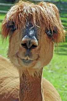 Related Images Photographic Print Collection: Alpaca