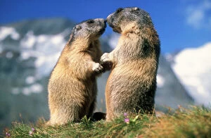 Rodent Collection: Alpine Marmots