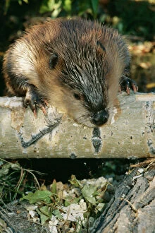 Rodent Collection: American Beaver TOM 16 Gnawing tree Castor canadensis © Tom & Pat Leeson / ARDEA LONDON