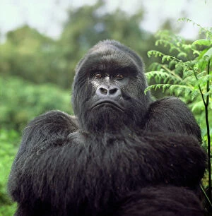 Related Images Photo Mug Collection: Ape: Mountain Gorilla (Gorilla g. beringei) - Silverback male, Virunga Volcanoes, Rwanda, Africa