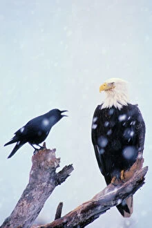 Dominance Collection: Bald Eagle - Being harassed by crow during winter snowstorm. Alaska. BE2635