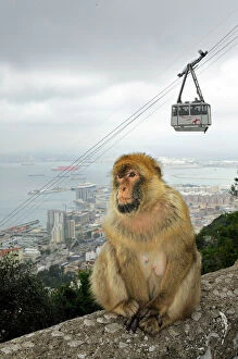 Primates Fine Art Print Collection: Barbary Macaque / Ape - Gibraltar - in habitat - Europe
