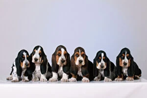 Dogs Greetings Card Collection: Basset Hound Dog Puppies x6