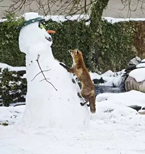 Red Fox Jigsaw Puzzle Collection: BB-2933 Red Fox - climbing up snowman about to steal snowmans nose in winter snow - UK 17300