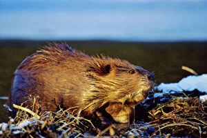 Grand Teton National Park Collection: Beaver - working on beaver dam, late autumn. MT278