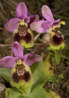 Mimicry Collection: Bee Orchid. Chios, Greece