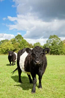 Field Collection: Belted Galloway - two cows in a field used for grazing a wild flower meadow - Wiltshire - England