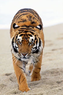 Sand Tiger Collection: Bengal Tiger