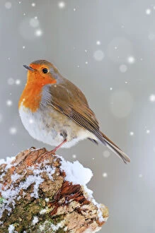 Robins Photographic Print Collection: BIRD. Robin Digital Manipulation: falling snow