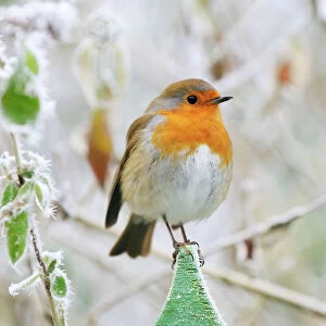 Robins Photographic Print Collection: Bird - Robin in frosty setting