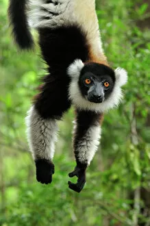 Primates Fine Art Print Collection: Black-and-white Ruffed Lemur - hanging upside down - Toamasina / Tamatave - Eastern Madagascar