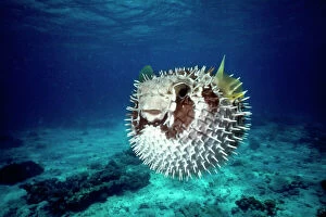 Fish Jigsaw Puzzle Collection: Black Bloched Porcupine Fish - puffed up