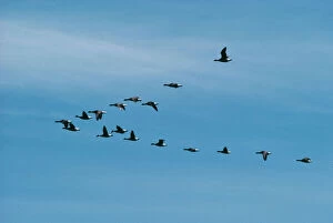 Related Images Poster Print Collection: Black Brant Goose FG 2342 ‘V formation flock Branta nigricans © Francois Gohier / ARDEA LONDON