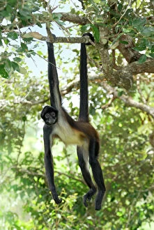 Primates Jigsaw Puzzle Collection: Black-handed Spider Monkey Belize