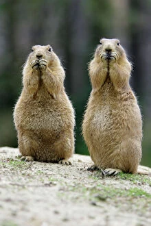 Dogs Pillow Collection: Black-tailed Prairie Dog - pair nibbling on food, Emmen, Holland
