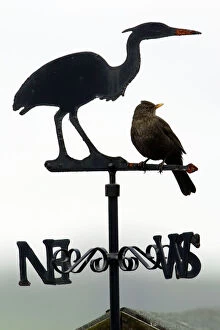 Related Images Mouse Mat Collection: Blackbird - Female sitting on 'Heron' weather-vane Northumberland, England