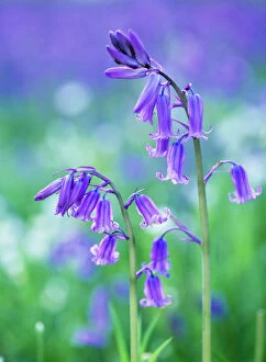 Gibbon Photographic Print Collection: Bluebells