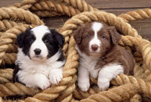 Collie Collection: Border Collie Dog - puppies in rope
