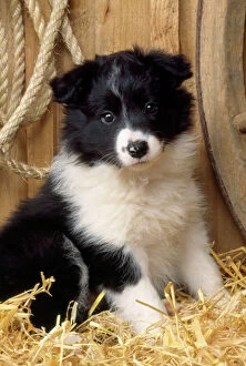 Border Collie Collection: Border Collie Dog - puppy