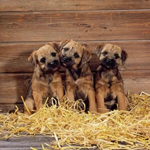 Terrier Collection: Border Terrier Dog - puppies in barn