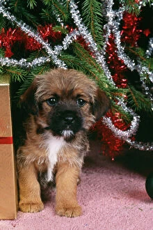 Border Terrier Mouse Mat Collection: Border Terrier Dog Puppy under christmas tree