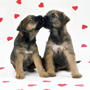 Seasonal Collection: Border Terrier Dog - x2 puppies & red hearts
