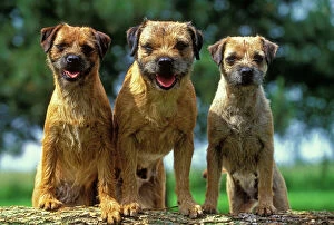 Border Terrier Canvas Print Collection: Border Terrier Dogs - Three sitting together