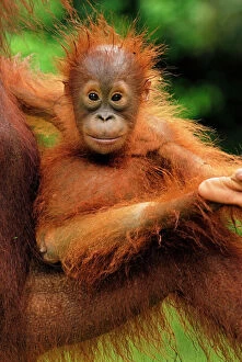 Primates Fine Art Print Collection: Borneo Orang utan - baby - Camp Leaky - Tanjung Puting N. P. - Kalimantan/Borneo - Indonesia