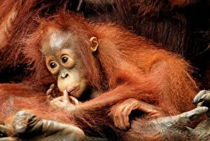 Orang Utan Collection: Borneo Orangutan - baby. Camp Leaky, Tanjung Puting National Park, Borneo, Indonesia