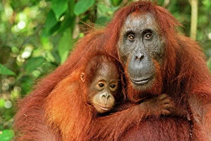 Orang Utan Collection: Borneo Orangutan - female with baby. Camp Leaky, Tanjung Puting National Park, Borneo, Indonesia