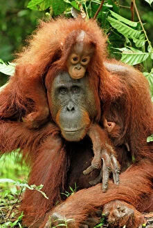 Orang Utan Collection: Borneo Orangutan - female with baby. Camp Leaky, Tanjung Puting National Park, Borneo, Indonesia