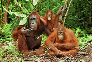 Primates Premium Framed Print Collection: Borneo Orangutan - female with baby. Camp Leaky, Tanjung Puting National Park, Borneo, Indonesia