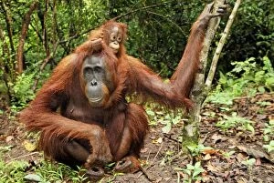 Pygmaeus Framed Print Collection: Borneo Orangutan - female with baby. Camp Leaky, Tanjung Puting National Park, Borneo, Indonesia