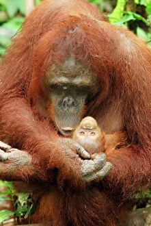 Orangutan Mouse Mat Collection: Borneo Orangutan - female with baby. Camp Leaky, Tanjung Puting National Park, Borneo, Indonesia