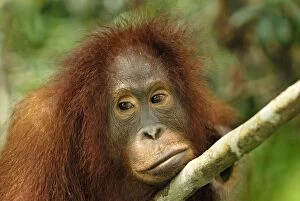 Orang Utan Collection: Borneo Orangutan - juvenile. Camp Leaky, Tanjung Puting National Park, Borneo, Indonesia
