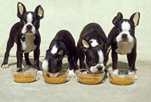 Terrier Collection: Boston Terrier Dog - 4 Puppies eating from dog bowls