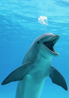 Anthropomorphic Collection: Bottlenose dolphin - blowing air bubbles underwater with mouth open