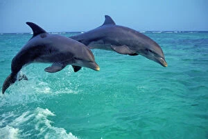 Dolphin Collection: Bottlenosed Dolphins - jumping Pacific Ocean off coast of Honduras
